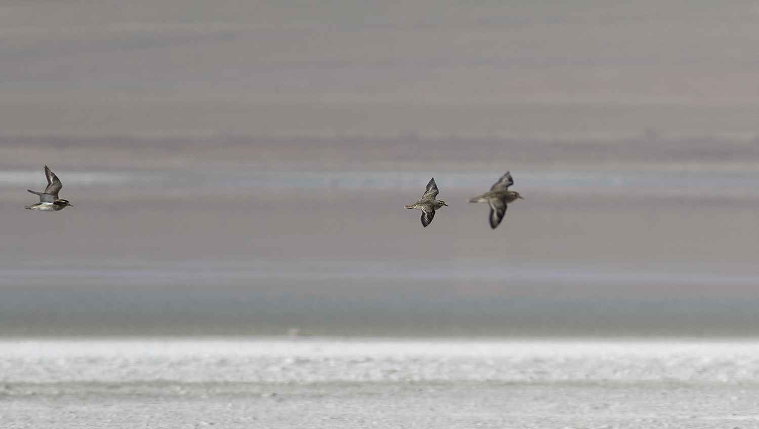 European Golden-Plover